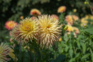 The dahlia (name, hapet explosion) in the dahlia garden Baden Baden near the lichtentaler alley. Baden Baden, Baden Wuerttemberg, Germany