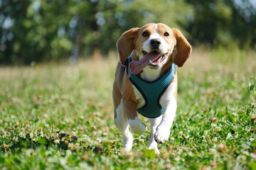 beagle dog in the grass
