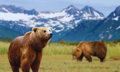 brown bears in the mountains
