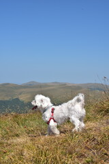 Portrait of Maltese dog in nature. Beautiful dog breeds.