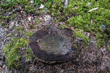 vieille souche d'arbre coupée au raz du sol