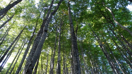 Rectos troncos de árboles en un bosque de hayas