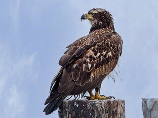 Juvenile Bald Eagle sitting on the wooden poles