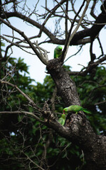 tree in the forest