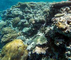 Fototapeta na wymiar A view of coral reef