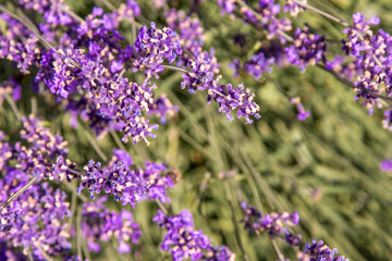 Naklejka premium Purple lavender flowers bush. Flower in the field. Nature background. Grow a fragrant plant in the garden. Summer flower honey plant closeup.