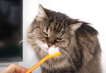 Curious cat sniffing on toothpaste on toothbrush held by pet owner. Introduction for cat, dog or...