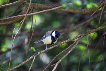 Great Tit (Parus major)