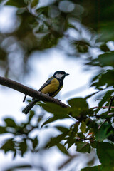 Great Tit (Parus major)