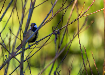 Great Tit (Parus major)