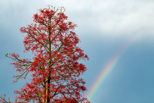 Rainbow and Illawarra Flame Tree.