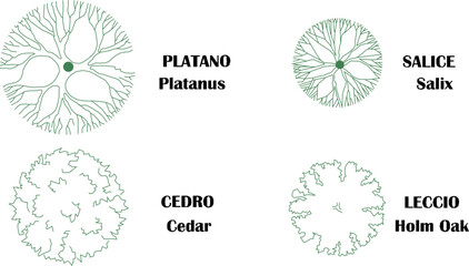 Vector sketch illustration of the design of the plan and name of a type of plant and tree