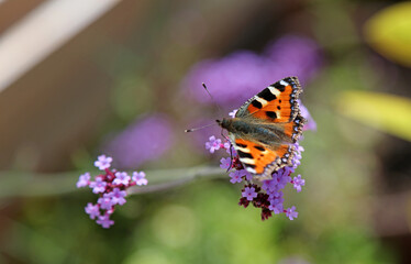Macro image of a Small Tortoiseshell butterfly, Derbyshire England
