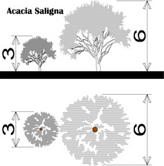 Obraz premium Vector sketch of plant and tree design illustration with size scale