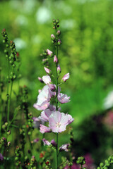 Sunlit pink Prairie Mallow blooms, Derbyshire England
