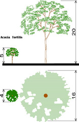 Vector sketch illustration of detailed floor plan and view of types of trees and plants