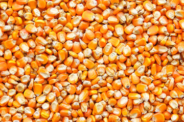 close up of yellow corn seeds background. 