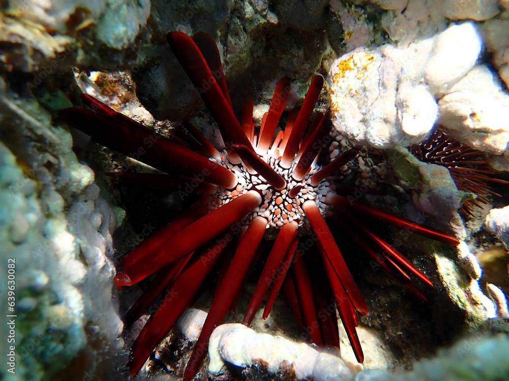 Wall mural red pencil urchin - heterocentrotus mamillatus