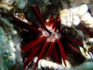 Red pencil urchin - Heterocentrotus mamillatus