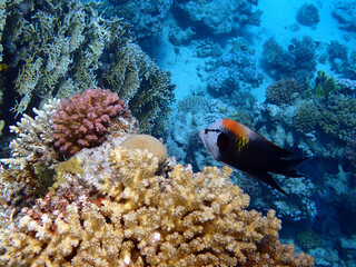 Sling-jaw wrasse - (Epibulus insidiator)