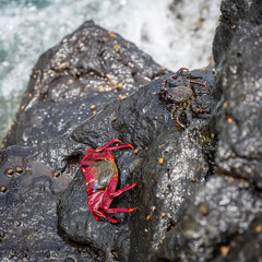 Sally Lightfoot crab on the rocks