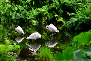 Three Zoo Flamingos