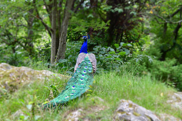 Peacock in Forest