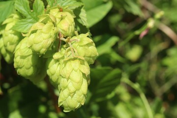 Fototapeta premium Fresh hop cones, Humulus lupulus