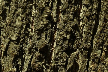 bark of a tree