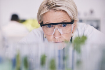 Science, plants and woman checking test tube in laboratory, research and thinking with nature....