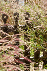 drought tolerant garden with wheat grass along the picket fence