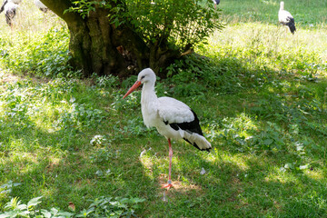 The stork is a large white bird. Wildlife. Green field. Ciconia.