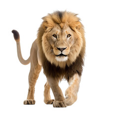 lion isolated on transparent background