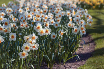 Spring flowers white narcissus (daffodils) blooming in a garden