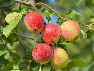 Apple fruits tree in garden, the most delicious fresh apple taste .
