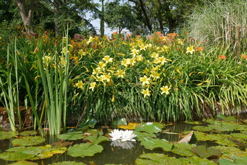 Seerosen und Taglilien Gartenteich im Garten © Falko Göthel