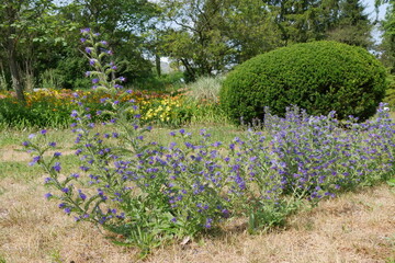 Fototapeta na wymiar Blaue Wildblumen auf Rasen