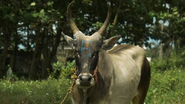 Indian domestic cow looks at the camera. Video portrait of the sacred animal of India. Cinematic footage 4k.