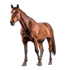 Obraz premium Cheval Quarter Horse Originaire des États-Unis, Étalon avec transparence, sans background
