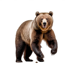 Obraz premium Ours brun avec transparence, sans background