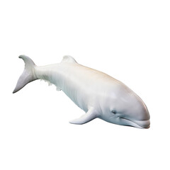 Beluga avec transparence, sans background
