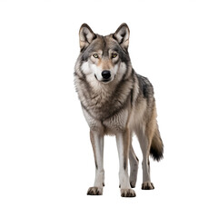 Loup avec transparence, sans background