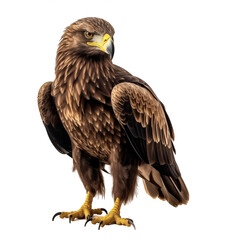 Obraz premium Aigle royal (Aquila chrysaetos) avec transparence, sans background