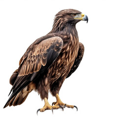 Fototapeta premium Aigle royal (Aquila chrysaetos) avec transparence, sans background