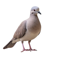 Tourterelle turque (Eurasian collared dove) avec transparence, sans background - obrazy, fototapety, plakaty