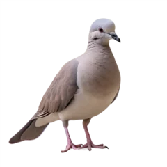 Foto op Plexiglas Tourterelle turque (Eurasian collared dove) avec transparence, sans background © MATTHIEU