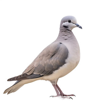 Tourterelle turque (Eurasian collared dove) avec transparence, sans background