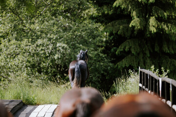 A majestic horse statue standing proudly on a bridge majestic horse herd freedom