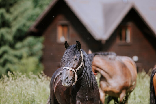 A herd of horses standing together in a field majestic horse herd freedom