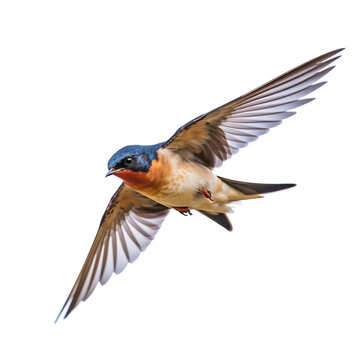 Hirondelle rustique en vol (Barn Swallow) avec transparence, sans background